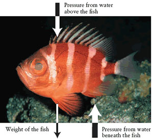 A fish in equilibrium. (Note that the width of the arrows indicates the strength of the forces.)