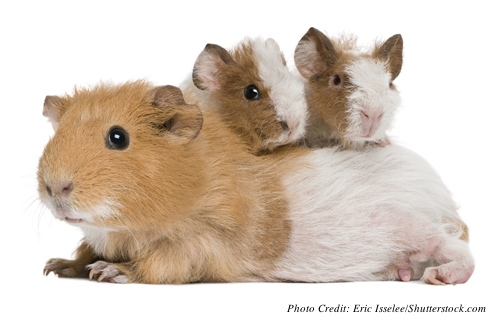 Mother guinea pig with her two babies