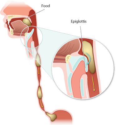 Esophagus picture has to be here