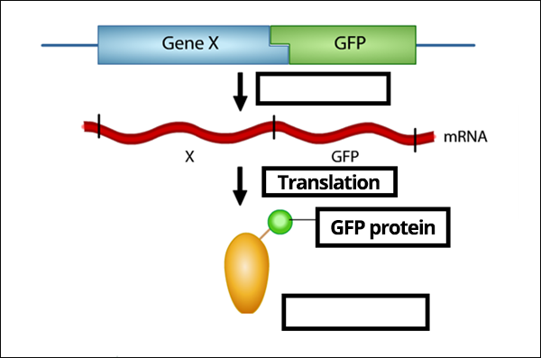 GFP Reporter diagram with missing labels
