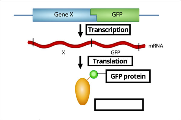GFP Reporter diagram with missing labels