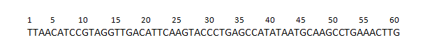 DNA coding strand, with reference nucleotide positions noted above the sequence