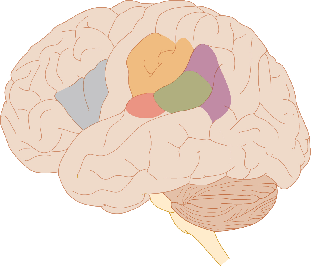 Left side view of the brain with language areas highlighted in the left hemisphere.