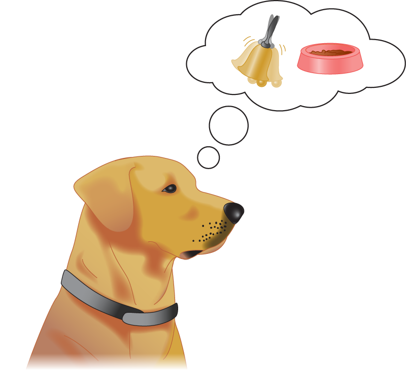 illustration show a dog with one 'thought balloon'; content of thought balloons should have images evoking classical conditioning experiments, such as a bell, a bowl of food