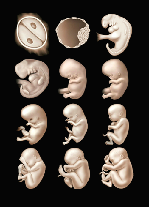 There are 12 images of the zygote, empbryo, and fetus, starting with two cells up until 38 weeks of development.  As the embryo and fetus grows the parts of the body become more defined and larger.