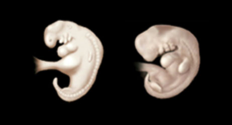 image showing development during embryonic period