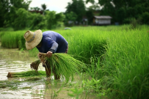 A rice farmer is working in a field and transplanting paddy seedlings in ankle-deep water.