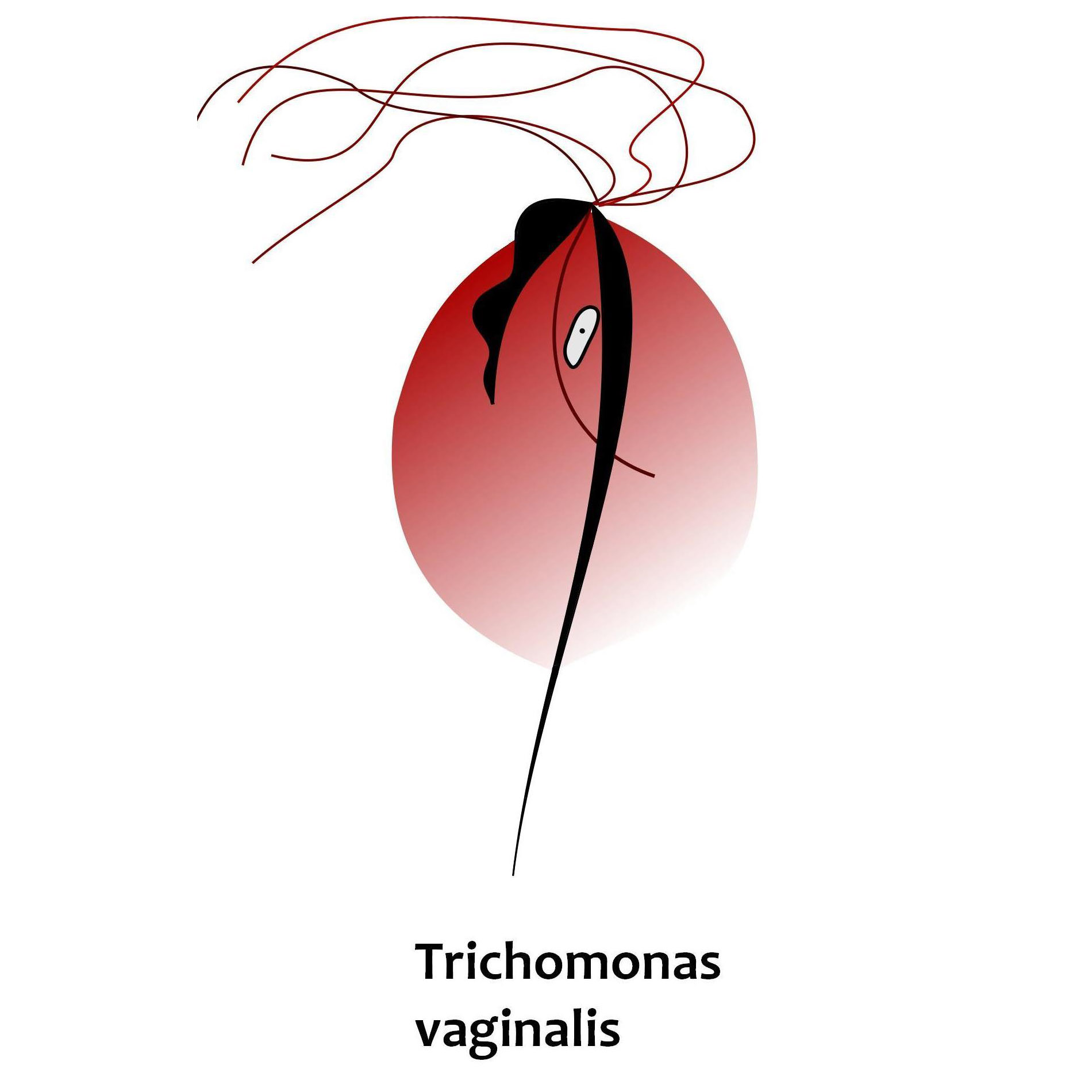 Illustrations of four different protozoa that infect people - Giardia intestinalis, Trichomonas vaginalis, Trypanosoma gambiense, and Leishmani sp.