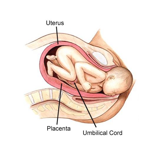 A full term fetus in the uterus with labels pointing to the uterus, umbilical cord, amniotic sac, birth canal, cervix, and placenta.  In the first image, the crown of the baby’s head is visible at the opening of the vagina.  In the second image, the shoulders are visible, and the doctor gets involved in effort to guide the baby safely out.