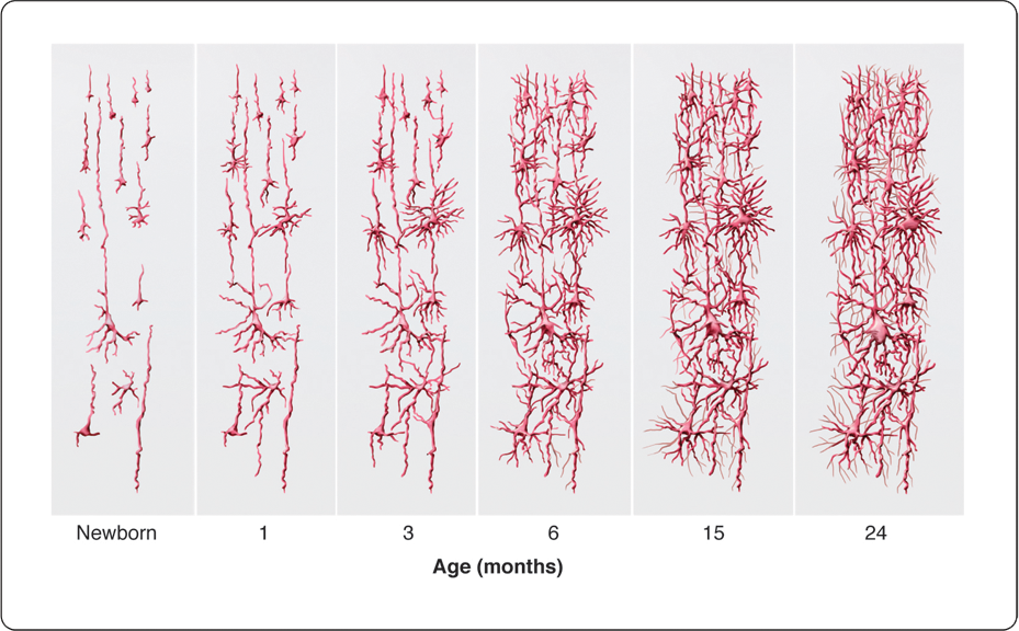 A sketch shows the complexity and thickness of dendrites as a newborn, then at 1 month, 3 months, 6 months, 15 months, and 24 months.  Over this time span, the dendrites get increasingly thicker.
