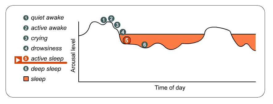 A diagram that shows where the active sleep state appears in relation to the other states. It represents the first phase of sleep which is a rather quick and steep decline in arousal level.