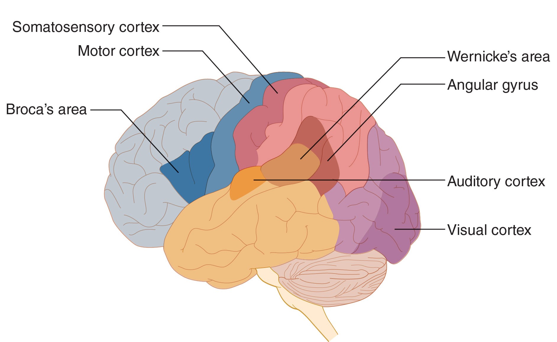 The figure is a side view of the brain with the four lobes labeled.  The frontal lobe is located in the front of the brain, behind the forehead and eyes, up to the midpoint on the top of the head.  The parietal lobe is located on the top of the brain from the midpoint behind the frontal lobe to where the head starts to slope down in the back.  The temporal lobe is located under the parietal lobe where the ears are located on the side of the head. The occipital lobe is located in the back of the head, under the parietal lobe and behind the temporal lobe. The Broca's area is located in the back of the frontal lobe, above the temporal lobe.  The Wernicke's area is located at the top of the temporal lobe, under the parietal lobe.  The Angular gyrus is located in the parietal lobe, behind the temporal lobe.