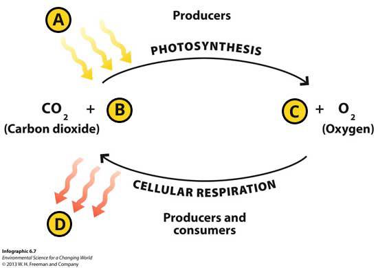 Infographic 6.7: Carbon Cycles Via Photosynthesis and Cellular Respiration