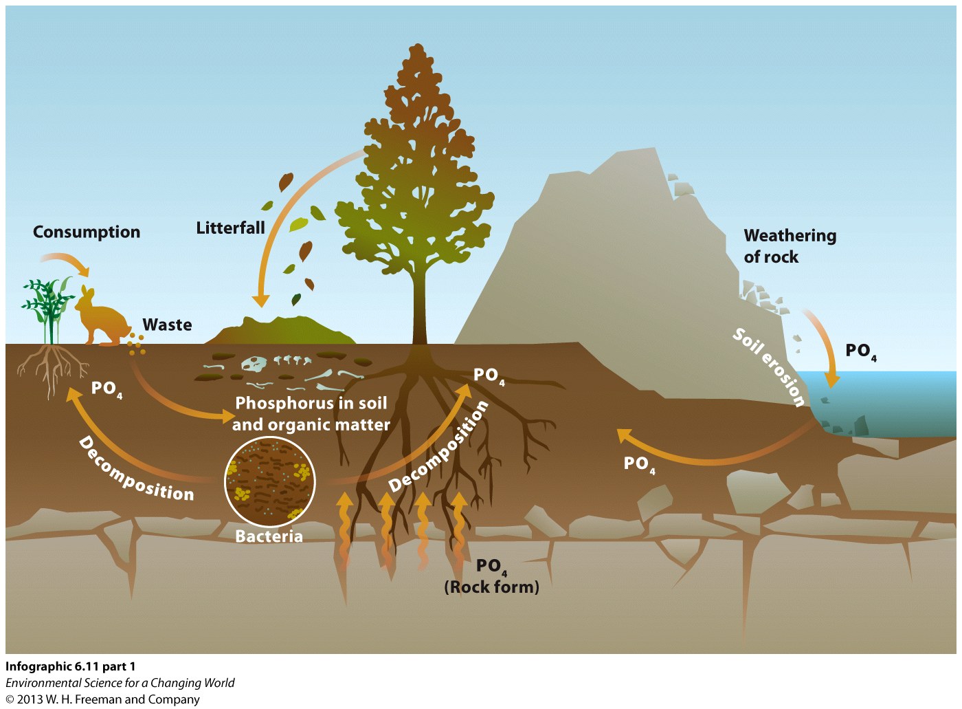 Infographic 6.11: The Phosphorus Cycle