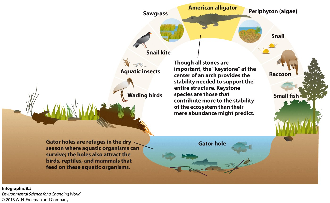 Infographic 8.5: Keystone Species Support Entire Ecosystems