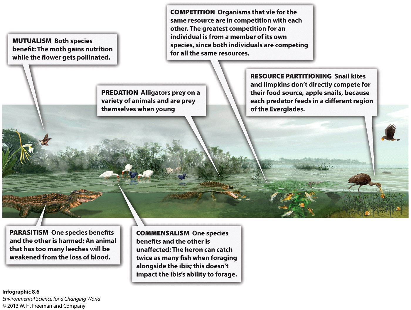 Infographic 8.6: Species Interactions