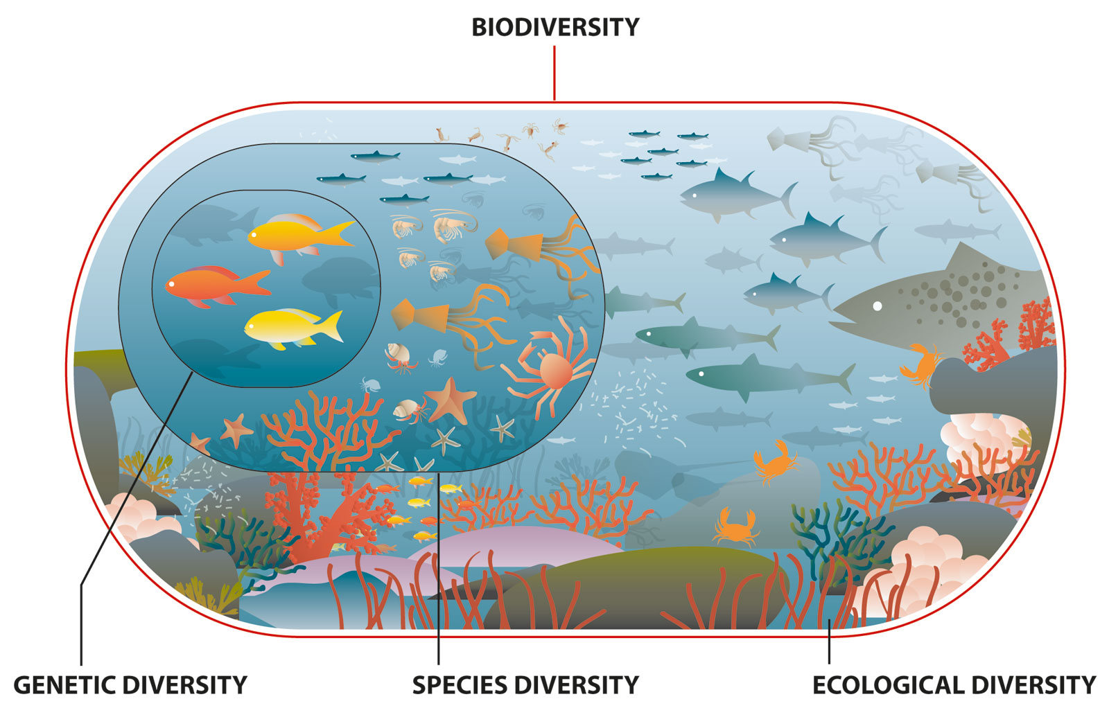 Infographic 9.1: Biodiversity Includes Genetic, Species, and Ecosystem Diversity