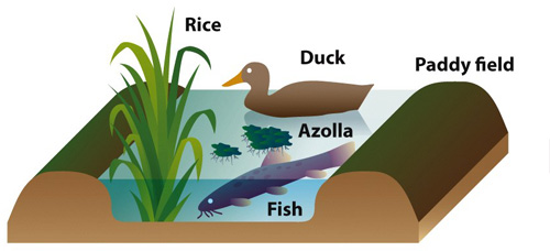 Infographic 18.3: Integrated Farming: The Duck/Rice Farm