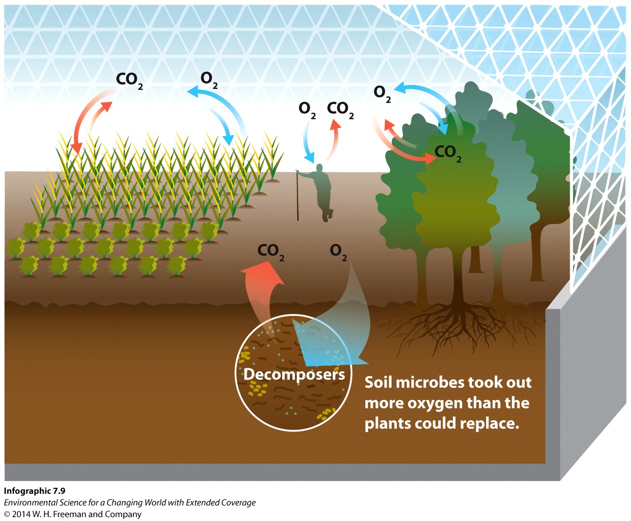 Infographic 7.9: Oxygen Depletion in Biosphere 2