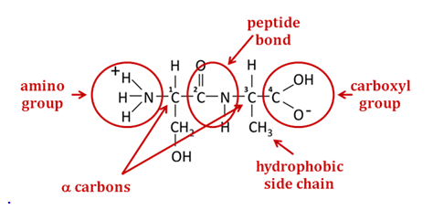 Two amino acids joined together to form a dipeptide. The carbons in this dipeptide are numbered 1 through 4.