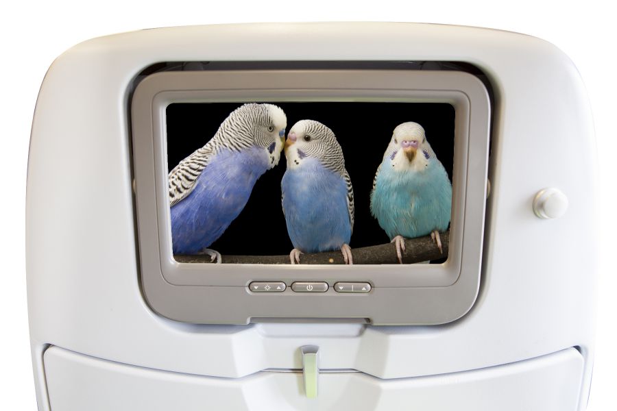 Photo shows an airplane tv screen showing three birds who are perching on a tree branch.