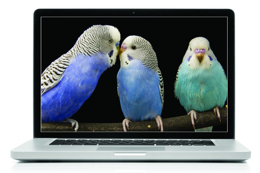 Photo shows a laptop screen showing three birds who are perching on a tree branch. 