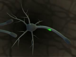 The figure shows “firing” neuron, which sends a neural impulse, pictured as a green flash moving along axon from neuron. Also this video shows that axon consists of interior of axon represented by intracellular fluid and axon membrane, out of which is extracellular fluid.