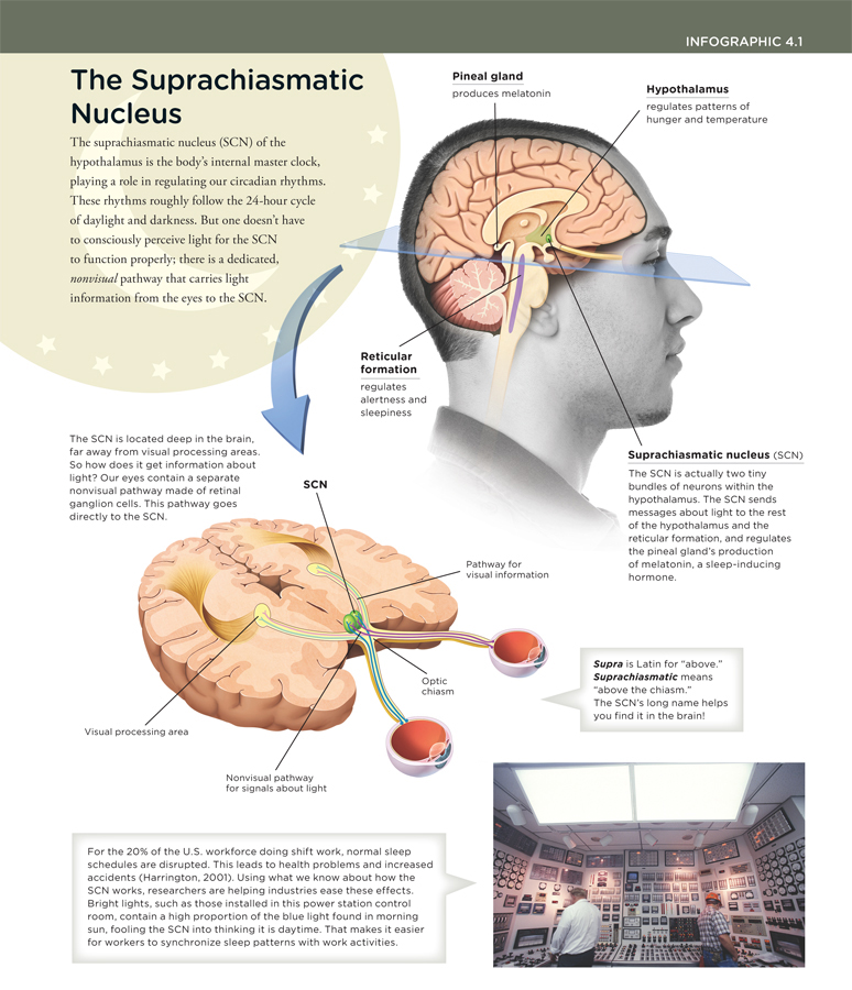 The figure shows human brain. Reticular formation regulates alertness and sleepiness. Pineal gland produces melatonin. Hypothalamus regulates patterns of hunger and temperature. The Suprachiasmatic nucleus (SCN) is actually two tiny bundles of neurons within the hypothalamus. The SCN sends messages about light to the rest of the hypothalamus and the reticular formation, and regulates the pineal gland’s production of melatonin, a sleep-inducing hormone. The SCN is located deep in the brain, far away from visual processing areas. So how does it get information about light. Our eyes contain a separate nonvisual pathway made of retinal ganglion cells. This pathway goes directly to the SCN. For the 20 percent of the U.S. workforce doing shift work, normal sleep schedules are disrupted. This leads to health problems and increased accidents (Harrington, 2001). Using what we know about how the SCN works, researches are helping industries ease these effects. Bright light, such as those installed in this power station control room, contain a high proportion of the light found in morning sun, fooling the SCN into thinking it is daytime. That makes it easier for workers to synchronize sleep patterns with work activities.