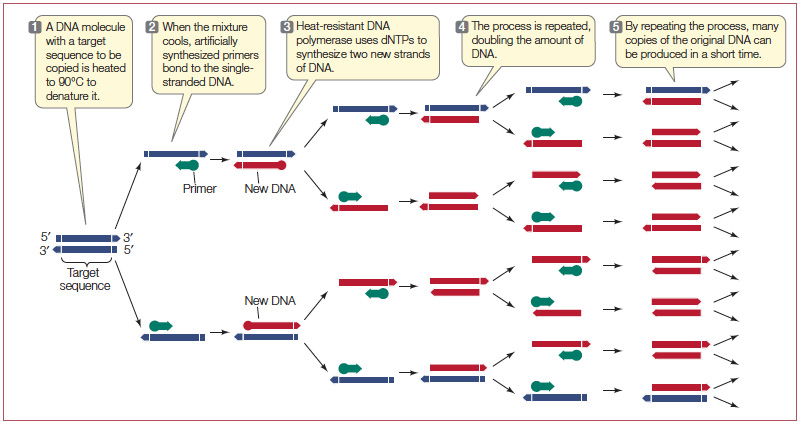 PCR diagram