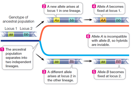 Speciation: Trends