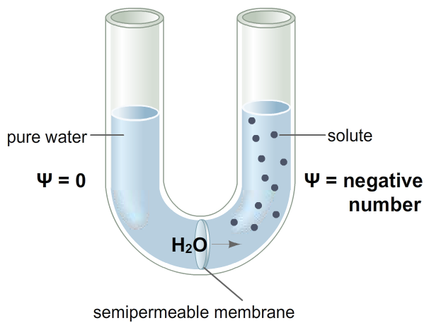 Water Uptake