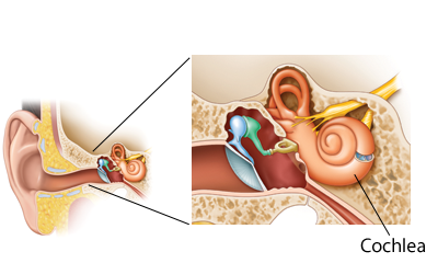 Ear sensory receptors