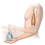 Mechanoreceptors - muscle