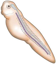 Brain to notochord transplant