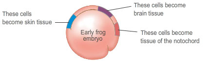 Early frog embryo