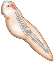 Notochord to brain transplant