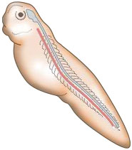 Notochord to notochord transplant