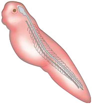 Notochord to skin transplant