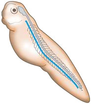 Skin to notochord transplant