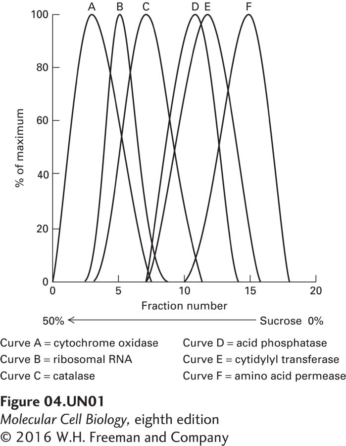 Mouse liver cells were homogenized and the homogenate subjected to equilibrium density-gradient centrifugation with sucrose gradients. Fractions obtained from these gradients were assayed for marker molecules (i.e., molecules that are limited to specific organelles). The results of these assays are shown.