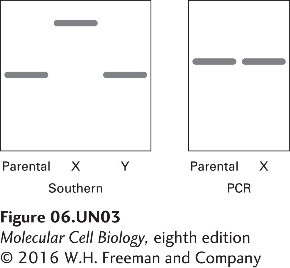 DNA was extracted from the parent cells, from X cells, and from Y cells. PCR primers were used to amplify the gene encoding protein X in both the parent and the X cells. The primers were complementary to regions of DNA just external to the gene encoding X. The PCR results are shown