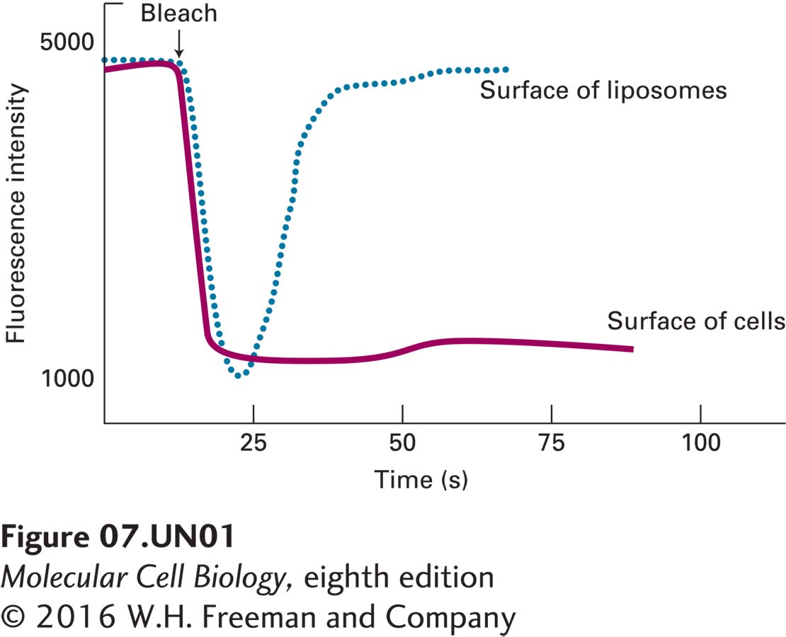 Cells expressing GFP-XR and artificial lipid vesicles (liposomes) containing GFP-XR are subjected to fluorescence recovery after photobleaching (FRAP). The intensity of the fluorescence of a small spot on the surface of the cells (solid line) or on the surface of the liposomes (dashed line) is measured before and after laser bleaching (arrow). The results are shown.