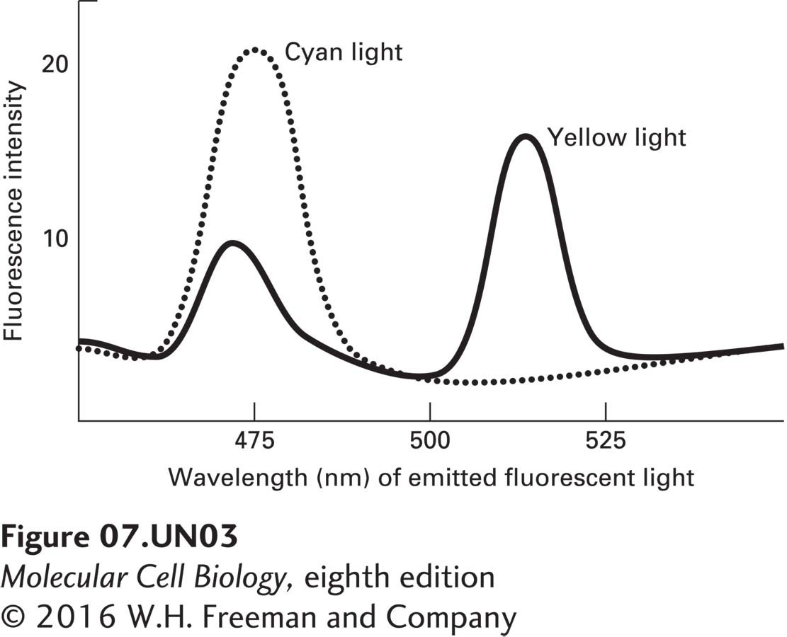 The amounts of cyan (CFP) and yellow (YFP) fluorescence emitted by the cells (solid line) and by the liposomes (dashed line) is then monitored, as shown.
