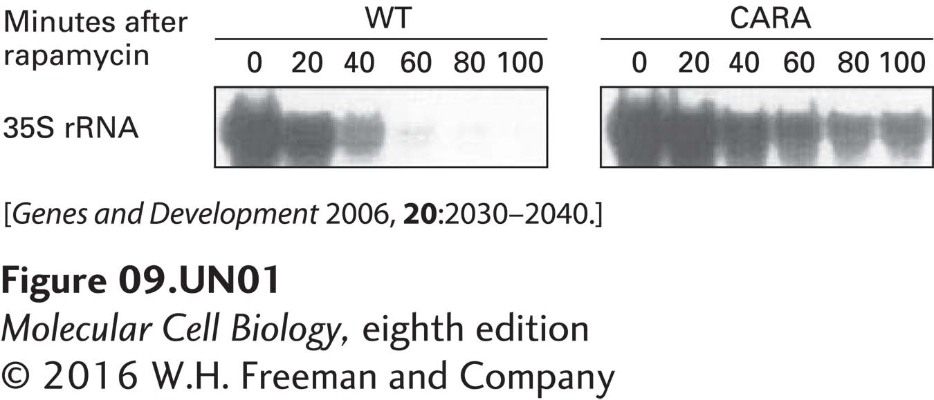 Results of this primer-extension assay