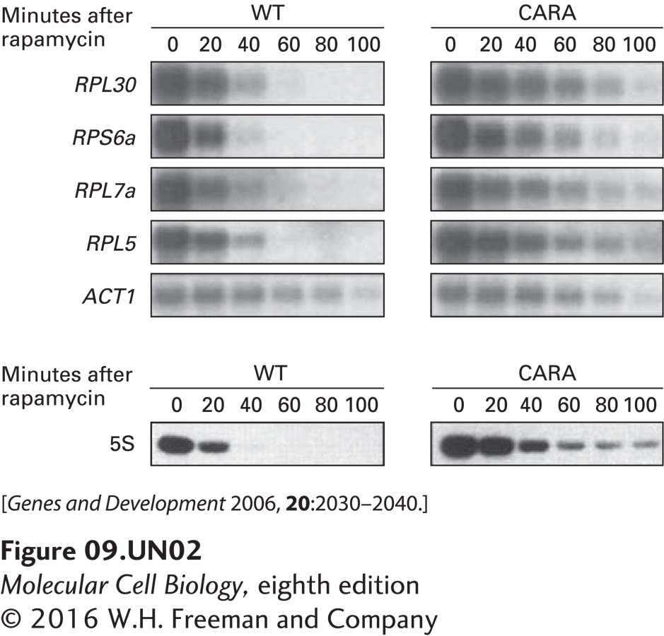 The concentrations of four mRNAs encoding ribosomal proteins, RPL30, RPS6a, RPL7a, and RPL5, and of the mRNA for actin (ACT1), a protein present in the cytoskeleton, were assessed in wild-type and CARA cells by Northern blotting at various times after addition of rapamycin to rapidly growing cells (upper autoradiograms). 5S rRNA transcription was assayed by pulse-labeling rapidly growing WT and CARA cells with 3H uracil (for 20 minutes) at various times after addition of rapamycin to the media. Total cellular RNA was isolated and subjected to gel electrophoresis and autoradiography. The lower autoradiogram shows the region of the gel containing 5S rRNA.