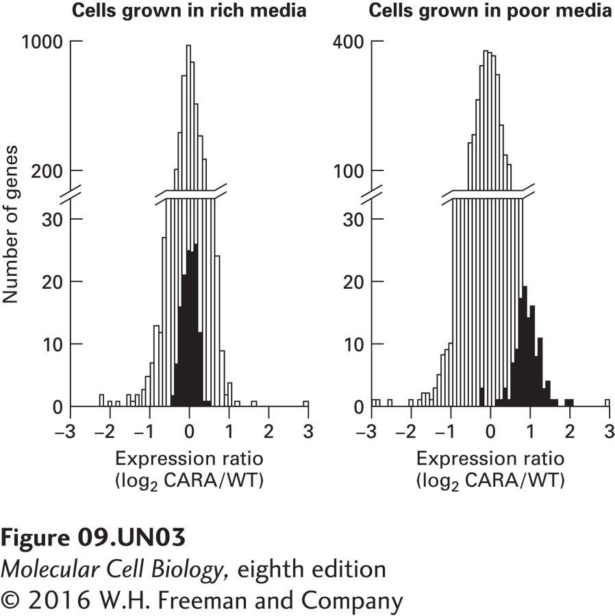 To determine whether the difference in the behavior of wild-type and CARA cells could be observed under normal physiological conditions (i.e., without drug treatment), cells were subjected to a shift from nutrient-rich media to nutrient- poor media.