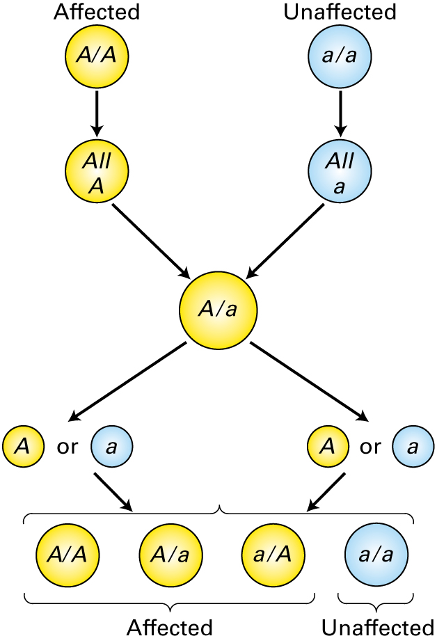 Parental generation: Affected (A/A) produces all A gametes Unaffected (a/a) produces all a gametes  F1 generation: Heterozygote (A/a) produces A or a gametes  F2 generation: Homozygous (A/A) is affected Heterozygotes (A/a and a/A) are affected Homozygous (a/a) is unaffected 