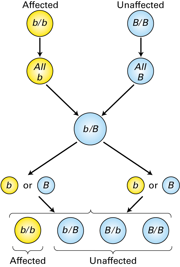 Parental generation: Affected (b/b) produces all b gametes Unaffected (B/B) produces all B gametes  F1 generation: Heterozygote (b/B) produces b or B gametes  F2 generation: Homozygous (b/b) is affected Heterozygotes (b/B and B/b) are unaffected Homozygous (B/B) is unaffected 