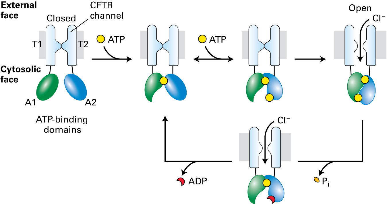 Figure 11-17. Structure and function of the cystic fibrosis transmembrane regulator (CFTR). CFTR has two transmembrane domains (T1 and T2), two ATP-binding domains (A1, A2), and a regulator domain (R), not shown. The regulator (R) domain must be phosphorylated before ATP is able to power the channel opening. Upon phosphorylation, one ATP (yellow circle) becomes tightly bound to the A1 domain (green). Binding of a second ATP to the A2 domain (blue) is followed by formation of a tight intramolecular A1-A2 heterodimer and slow channel opening. The relatively stable open state becomes destabilized by hydrolysis of the ATP bound at A2 to ADP (red crescent) and the Pi. The ensuing disruption of the tight A1-A2 dimer interface leads to channel closure.
