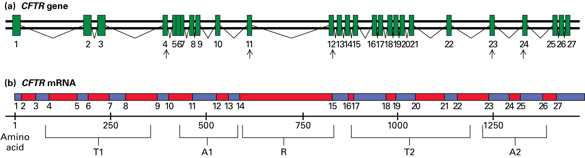 (a) The CFTR gene comprises 27 exons. Arrows point to exons 4, 11, 12, 23, and 24. (b) The CFTR mRNA encodes 1480 amino acids. The T1 domain is encoded in exons 3 to 8. The A1 domain is encoded in exons 10 to 13. The R domain is encoded in exons 14 and 15. The T2 domain is encoded in exons 16 to 22. The A2 domain is encoded in exons 22 to 26. 